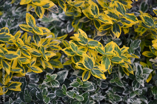 Euonymus fortunei 'Emerald 'n' Gold'  evergreen ornamental shrub with striking variegated green foliage with bright golden-yellow margins .  Landscaping, growing, planting concept. 