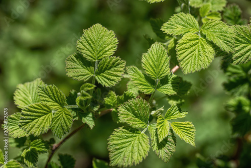 Young green raspberry leaves in the garden.