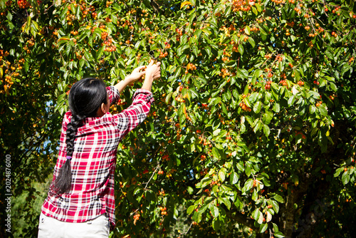 Adult Woman Picking Crab Apples