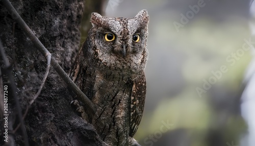 Fotografi a small owl belonging to the Megascops genus, which includes species like the Ea