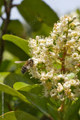 Honeybee collecting pollen from white blossom flowers