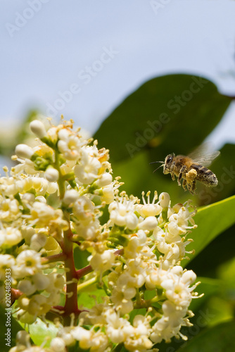 Honeybee collecting pollen flying towards white flowers