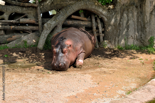 Foto hippopotamus in the zoo