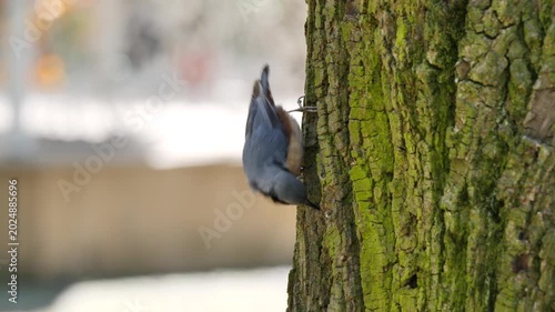 Eurasian nuthatch bird feeding with insects ( Sitta europaea )