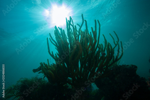 A beautiful Gorgonian soft coral silhouetted against the sun.