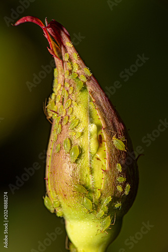 Aphids on a rosebud, tiny aphids on a rosebud forming an incredible texture, macro photo, selective focus.