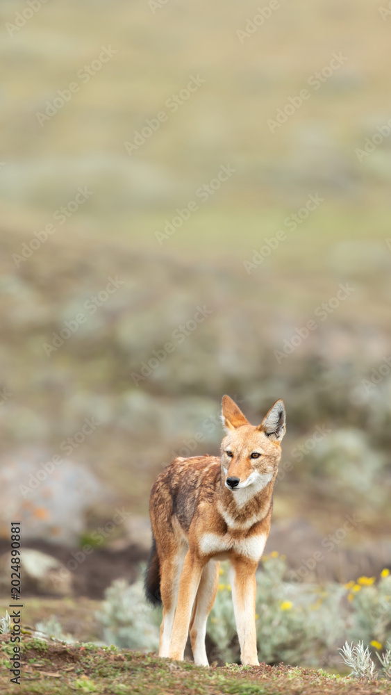Fototapeta premium Endangered Ethiopian wolf in Bale Mountains highlands