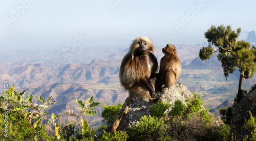 Gelada baboon pair overlooking Simien Mountains valley in Ethiopia
