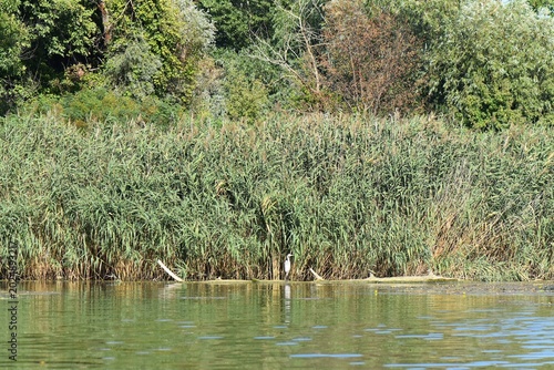 Tableau sur toile Great heron on the lake with green reeds background