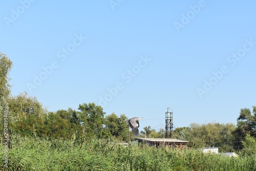 Photos Great heron on the lake with green reeds background
