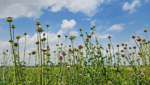 Obraz na płótnie Milk thistle (Silybum marianum) with striking purple flower heads and spiny leaves, a medicinal yet invasive plant commonly found in wild grasslands and disturbed areas