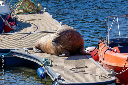 Photos Magnus the famous young male Walrus enjoying the sunshine resting on a pontoon i