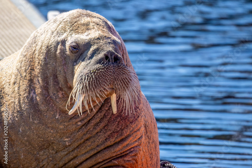 Tableau sur toile Magnus the famous young male Walrus enjoying the sunshine resting on a pontoon i