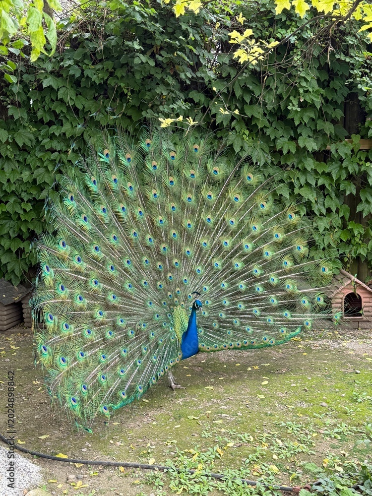 Obraz premium peacock in the park