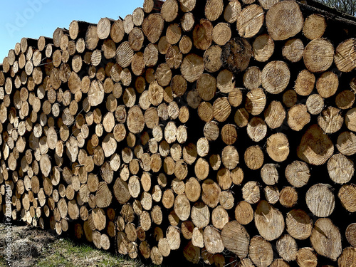 Photos textured background of round sawn cuts of wooden firing lines of different diame