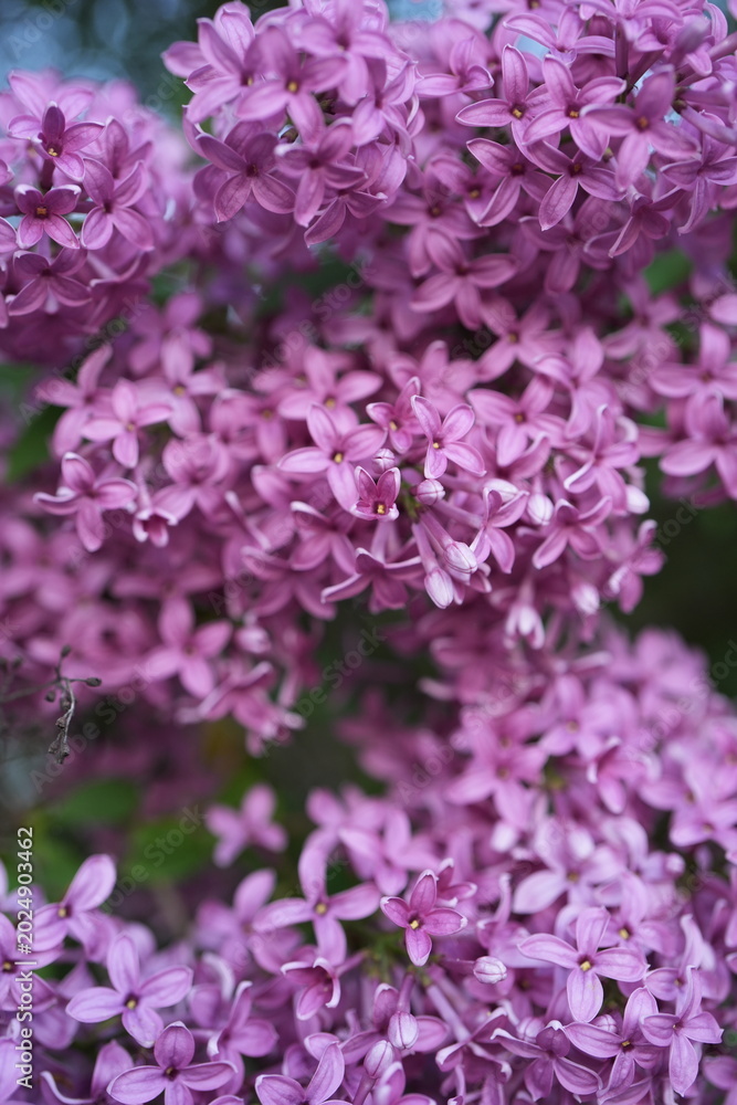 Fototapeta premium lilac bush, purple lilac cluster, syringa vulgaris, blooming lilac, spring flowering shrub, lilac inflorescence, dense purple flowers, floral texture background