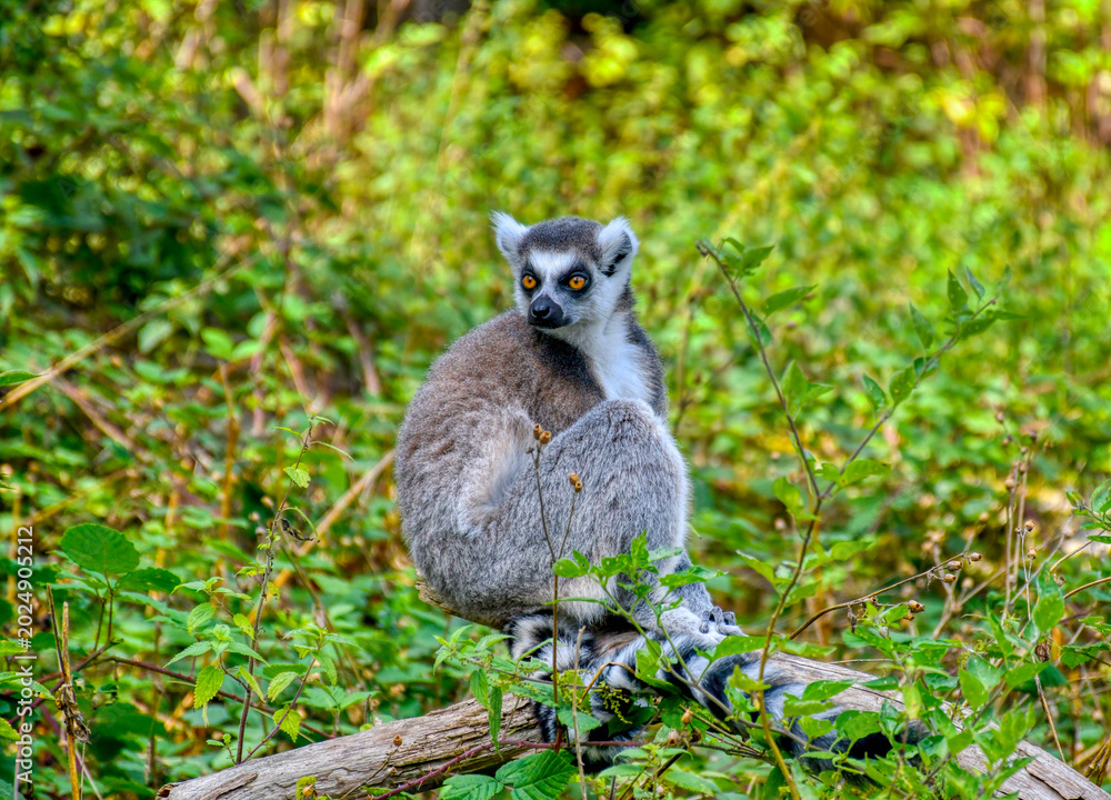 Fototapeta premium Madagascan ring‑tailed lemur 