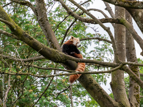 Photos Red Panda sitting In A Tree