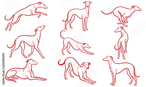 Tableau sur toile Set of greyhound dog poses, hand drawn vector illustration