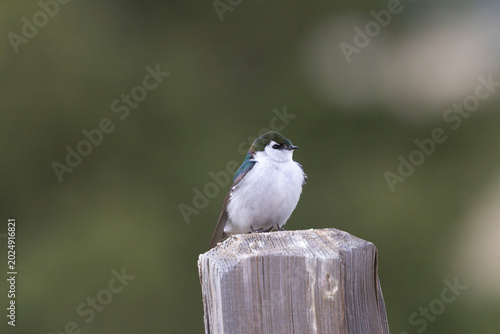 Violet -green Swallow