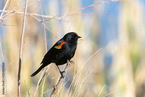 Red-winged Blackbird