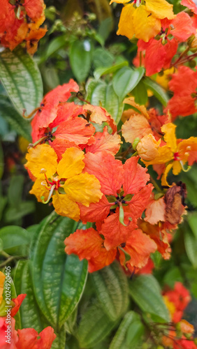 Tropical Phanera Leaves and Blossoms Texture