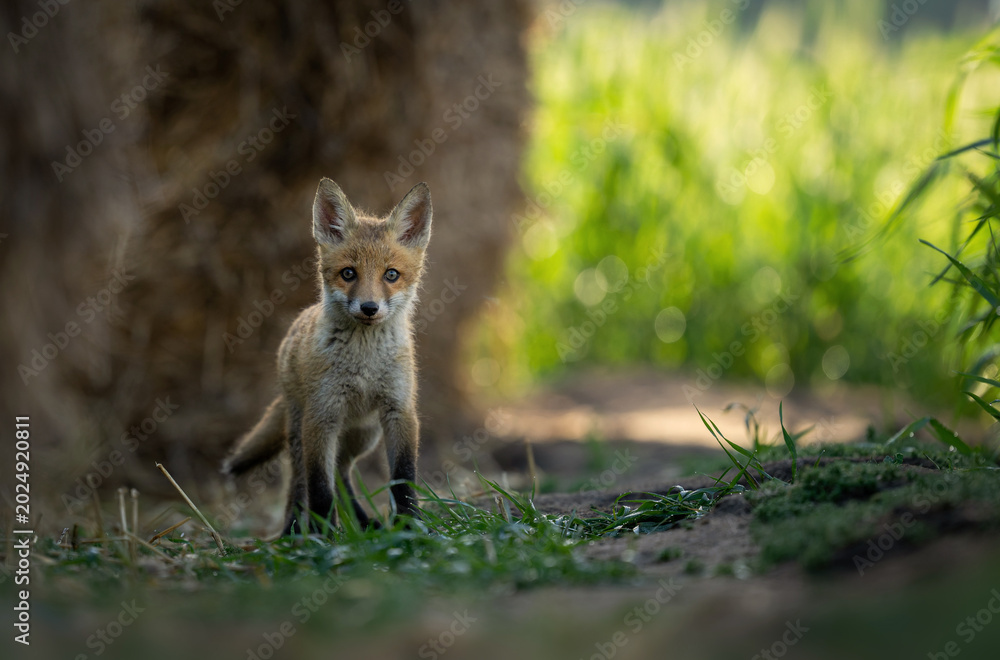 Fototapeta premium Cute young red fox ( Vulpes vulpes )