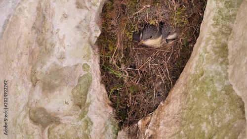 White-throated dipper feeding chicks in the nest (Cinclus cinclus). European dipper