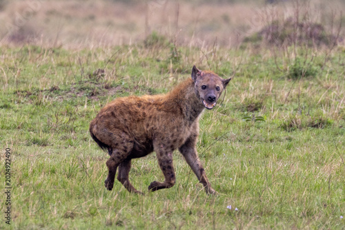 Foto Injured spotted hyena running across a grassy savannah field in the Maasai Mara