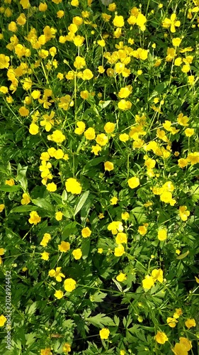 A meadow with yellow flowers and green leaves