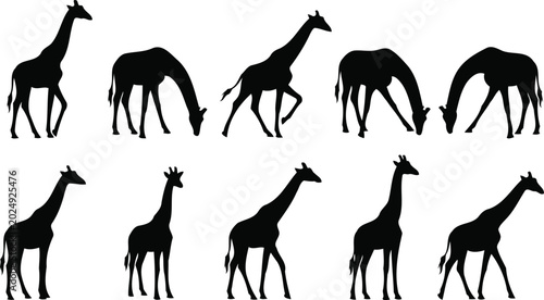 Photography Giraffe Silhouettes Set: Collection of Ten Black Giraffe Silhouettes Grazing and