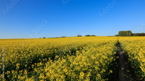 Rapeseed Field at Dusk with Purple Tinted Sky