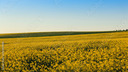 Evening Rapeseed Landscape with Warm Golden Light