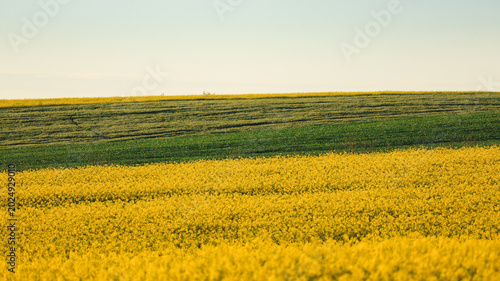 Rapeseed Field at Sunset with Warm Orange Glow