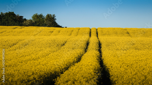 Rapeseed Field with Farmhouse and Tree Cluster
