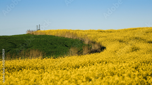 Curved Path Through Rapeseed Field with Power Line