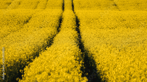 Strong Tractor Tracks Through Dense Rapeseed at Golden Hour