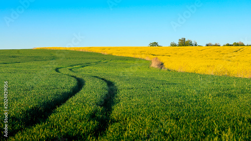 Tractor Tracks Through Mixed Rapeseed and Green Field