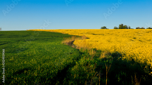 Diagonal Tractor Lines Through Late Season Rapeseed