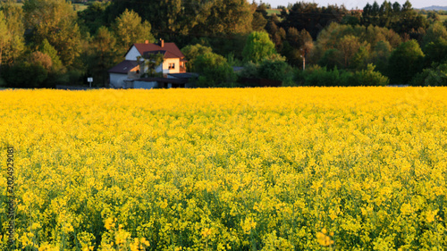 Rapeseed Landscape with Village and Trees on Horizon