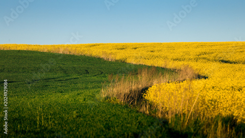 Rapeseed Field with Curved Tractor Tracks at Sunny Day