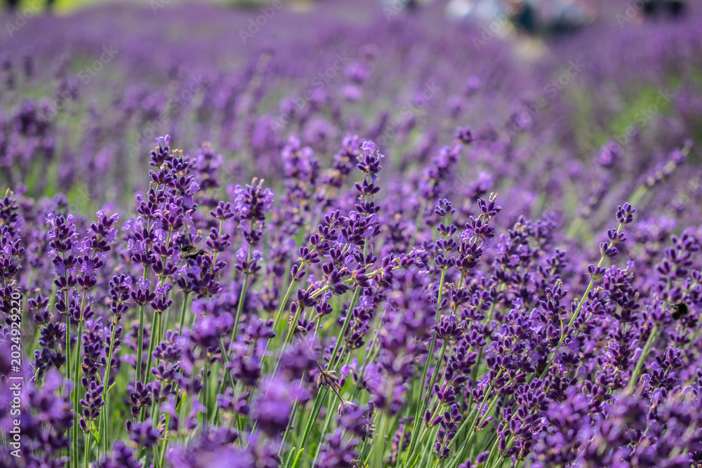 Obraz premium Lavender fields blooming under dramatic summer sky in rural countryside landscape