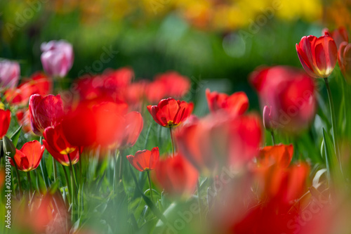 Rote Tulpenwiese im Frühling
