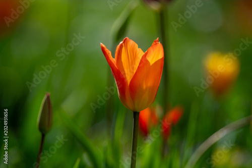 Closeup einer orangen Wildtulpe auf einer Wiese