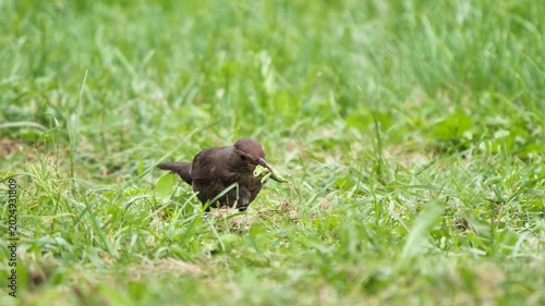 Common blackbird female bird feeding with insect (Turdus merula).