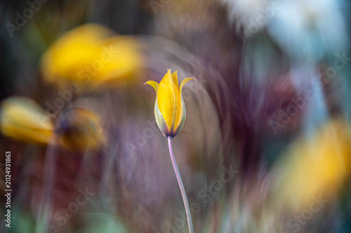 Makro-Aufnahme Gelbe Wildtulpen-Knospe vor einem unruhigen Bokeh-Hintergrund