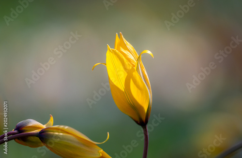 Makro-Aufnahme Gelbe Wildtulpen-Knospe vor einem Bokeh-Hintergrund