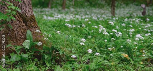 Foto Shady deciduous forests with thickets of wild garlic