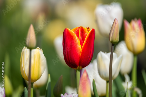 Makro-Aufnahme einer rot-gelben Tulpe in inmitten eines Tulpenfeldes in der Sonne
