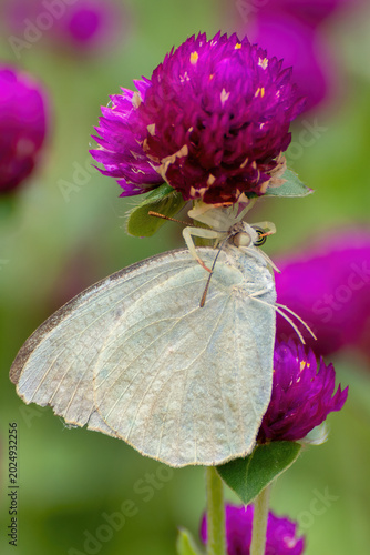 Canvas Print A spider with common emigrant butterfly kill inside flower